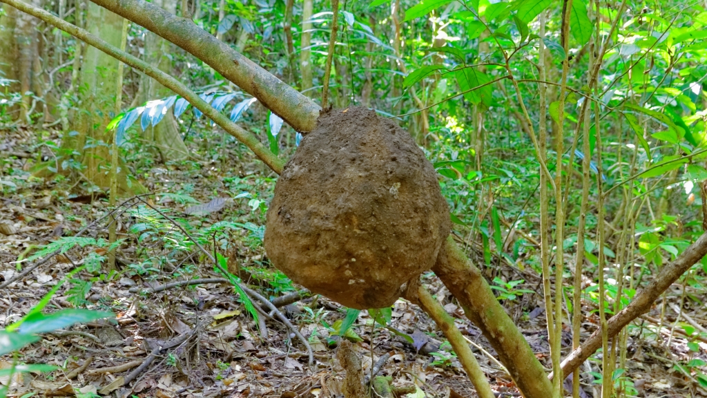 08 - Manuel Antonio NP (04).jpg